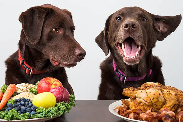 Dogs Need Different Diets at Different Ages